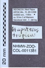 Etikett zu Hapatesus tropicus (Neboiss, 1958)